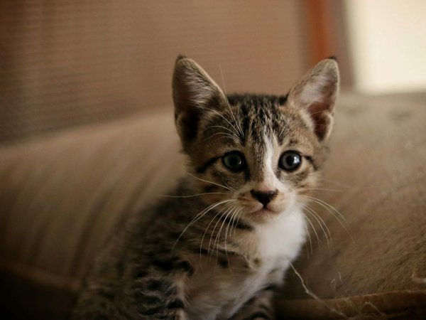 Comment les comportements sociaux des dauphins peuvent-ils nous en apprendre sur l'intelligence animale ?