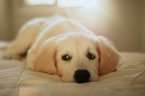 Les accessoires indispensables pour l'éducation canine