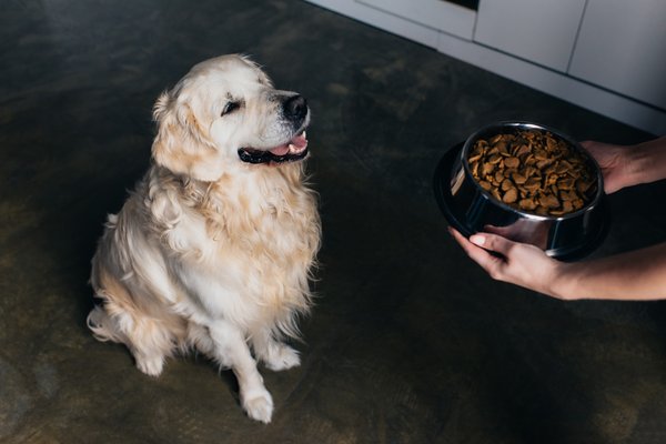 Croquettes sans céréales : l'alimentation parfaite pour votre chien