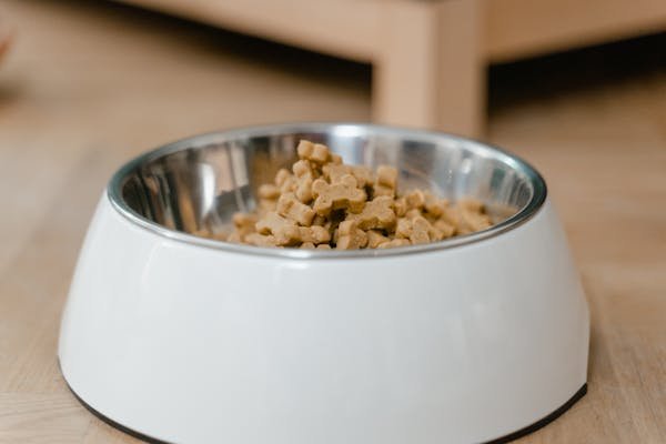 Top options de croquettes sans céréales pour chiens en 2025